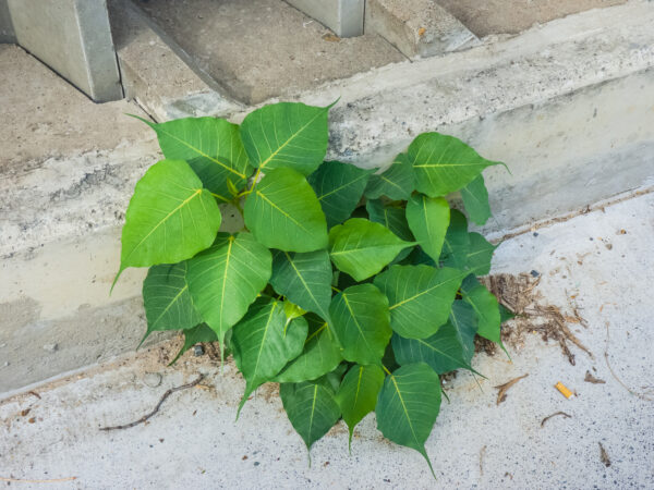 ficus religiosa 3 (John Robert McPherson, CC BY-SA 4.0 , via Wikimedia Commons)