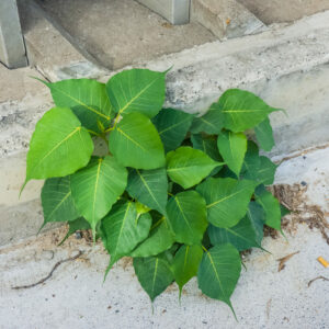ficus religiosa 3 (John Robert McPherson, CC BY-SA 4.0 , via Wikimedia Commons)