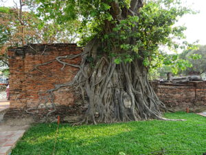 ficus religiosa (ErwinMeier, CC BY-SA 4.0 , via Wikimedia Commons)