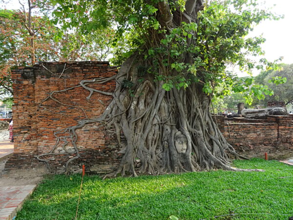 ficus religiosa (ErwinMeier, CC BY-SA 4.0 , via Wikimedia Commons)