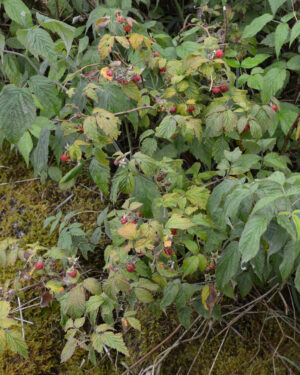 framboisier (Ryan Hodnett, CC BY-SA 4.0 , via Wikimedia Commons)