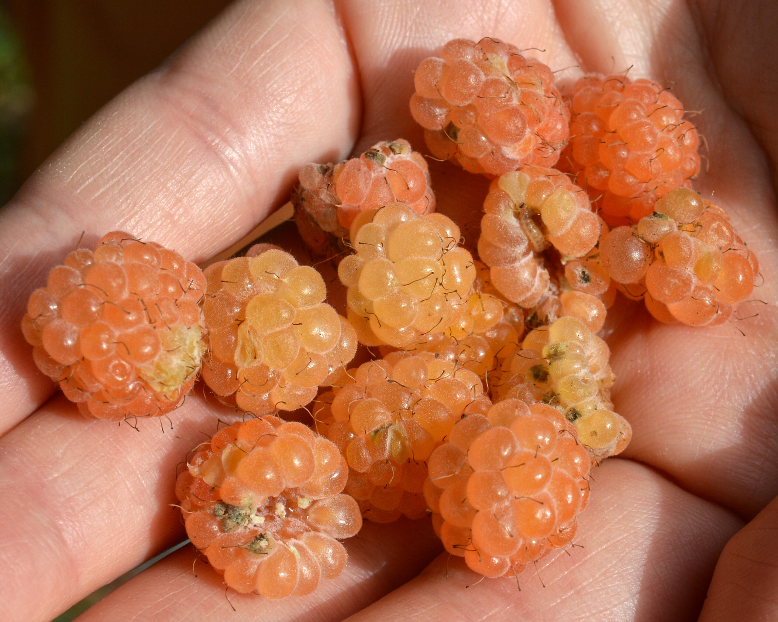 framboisier fallgold (Ryan Hodnett, CC BY-SA 4.0 , via Wikimedia Commons)