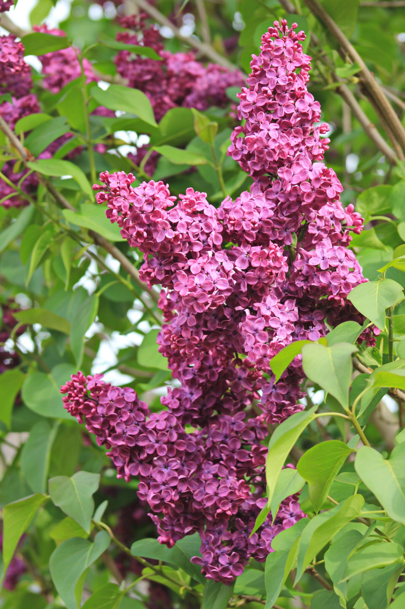 Lilas commun - Pépinière Med