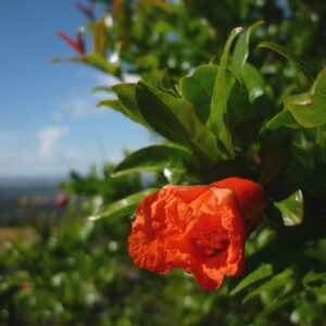 PUNICA_GRANATUM_wonderful (Isidre blanc, CC BY-SA 4.0 , via Wikimedia Commons)