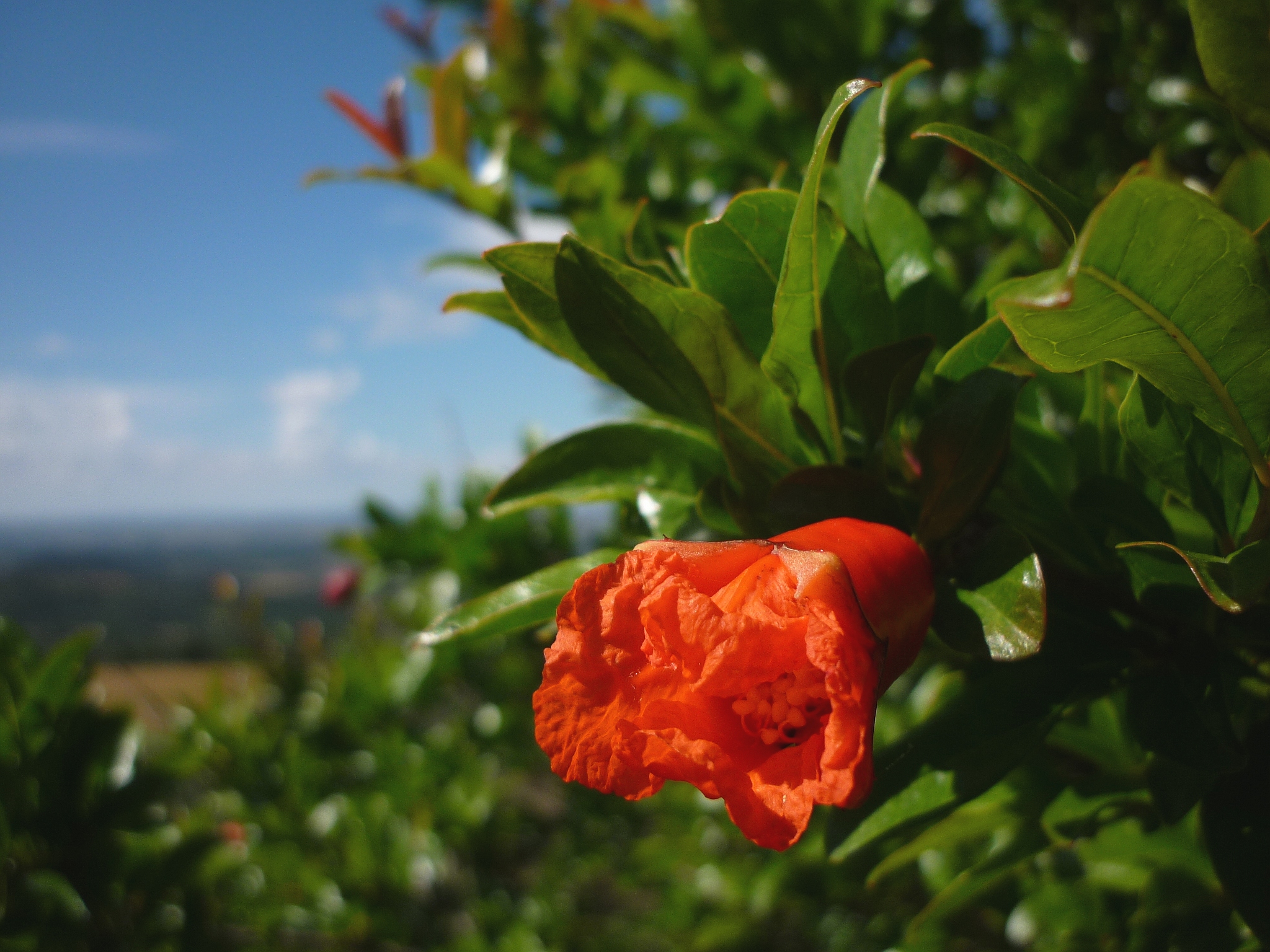 PUNICA_GRANATUM_wonderful (Isidre blanc, CC BY-SA 4.0 , via Wikimedia Commons)