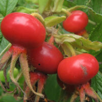 Rosa_Rugosa_fruits (Rosa Rugosa hips by Jonathan Kington, CC BY-SA 2.0 , via Wikimedia Commons)