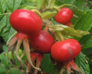 Rosa_Rugosa_fruits (Rosa Rugosa hips by Jonathan Kington, CC BY-SA 2.0 , via Wikimedia Commons)