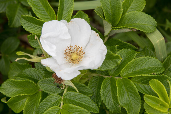 Rosa_rugosa_blanc (Σ64, CC BY 3.0 , via Wikimedia Commons)