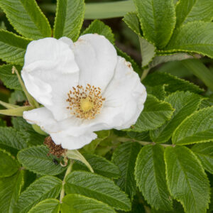 Rosa_rugosa_blanc (Σ64, CC BY 3.0 , via Wikimedia Commons)