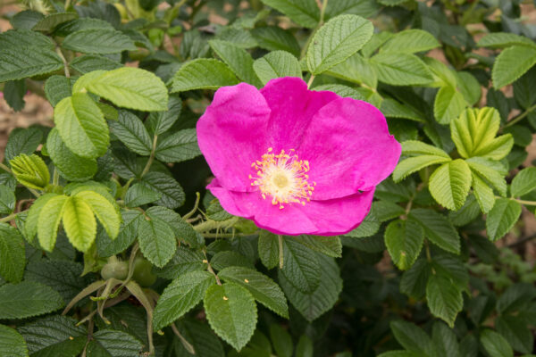 Rosa_rugosa_rose (Σ64, CC BY 3.0 , via Wikimedia Commons)