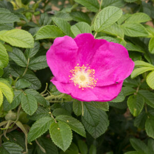 Rosa_rugosa_rose (Σ64, CC BY 3.0 , via Wikimedia Commons)