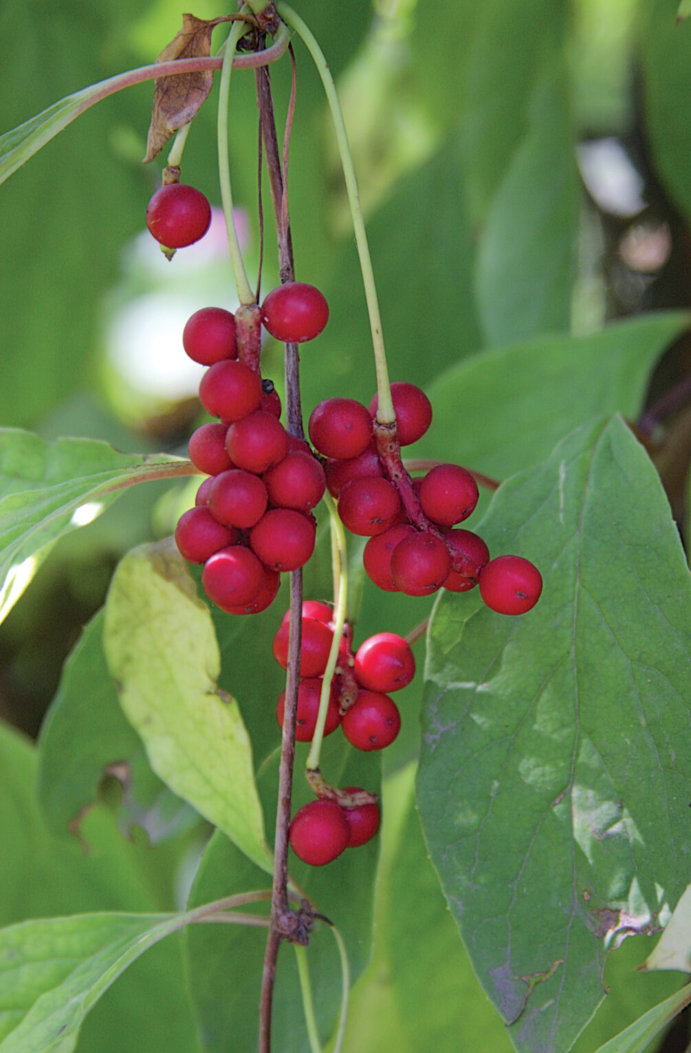 Schisandra_chinensis_fruits (English: Vladimir Kosolapov Русский: Владимир Косолапов, CC BY 3.0 , via Wikimedia Commons)