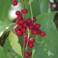 Schisandra_chinensis_fruits (English: Vladimir Kosolapov Русский: Владимир Косолапов, CC BY 3.0 , via Wikimedia Commons)