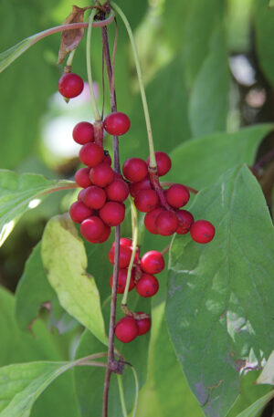 Schisandra_chinensis_fruits (English: Vladimir Kosolapov Русский: Владимир Косолапов, CC BY 3.0 , via Wikimedia Commons)