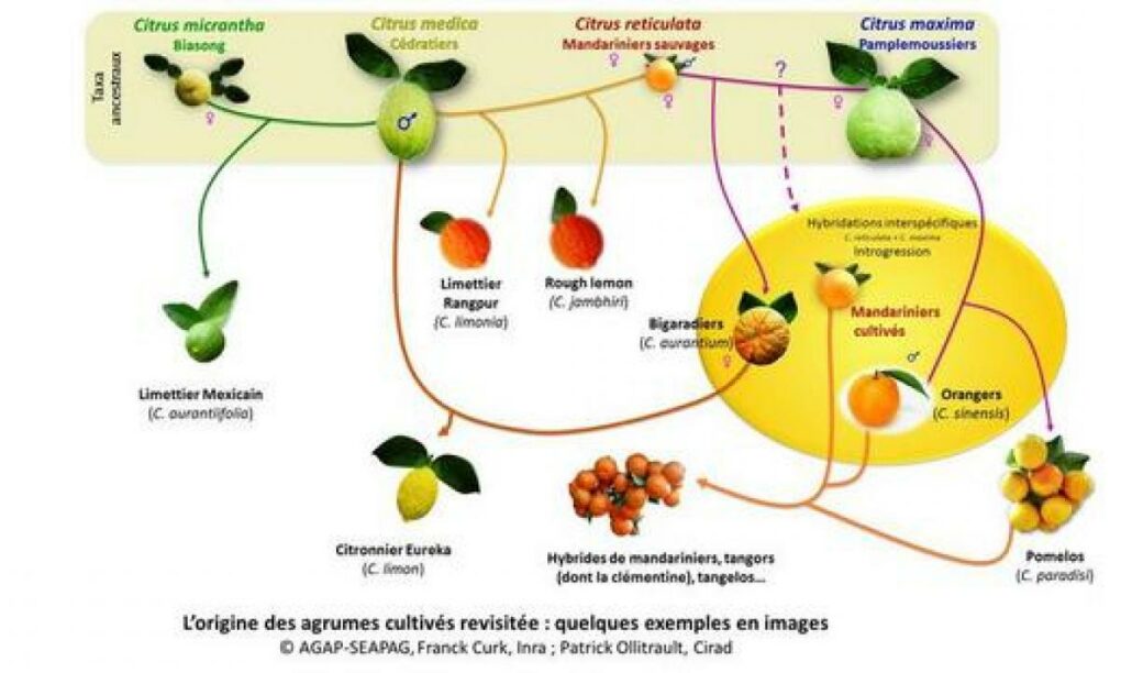 ©AGAP-SEAPAG, Franck Curk, INRA; Patrick Ollitrault, Cirad