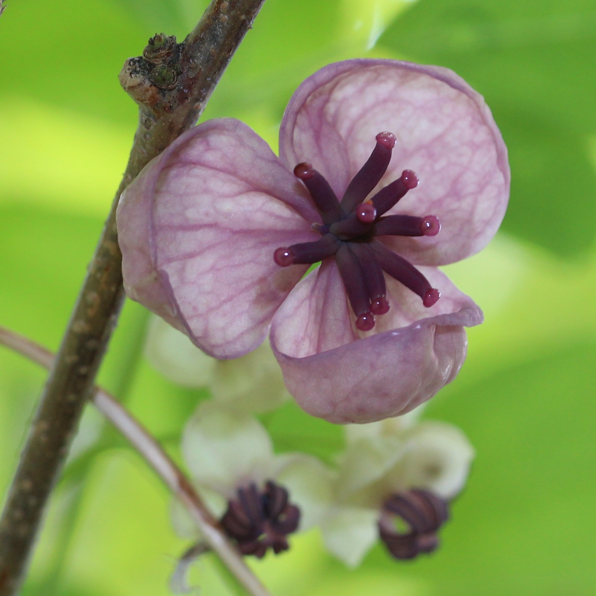 Akebia_quinata siver bells (Alpsdake, CC BY-SA 3.0 , via Wikimedia Commons)