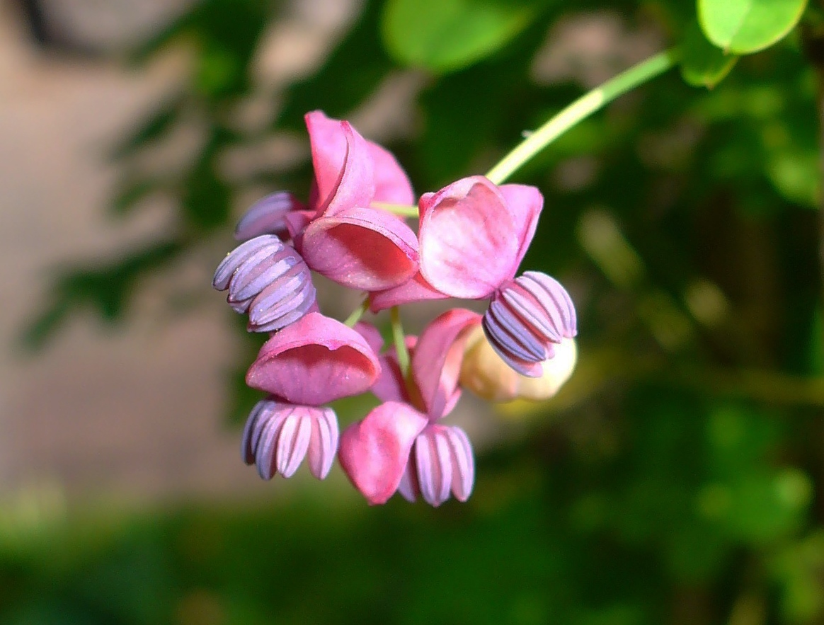 Akebia_quinata_variegata (H. Zell, CC BY-SA 3.0 , via Wikimedia Commons)