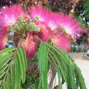 Albizia-julibrissin (Ethno plants, CC BY 4.0 , via Wikimedia Commons)