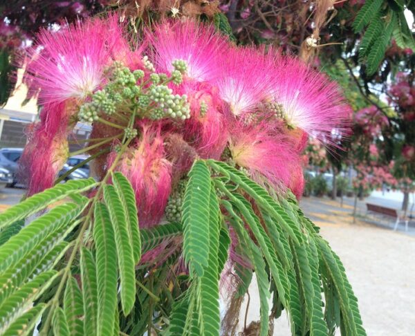 Albizia-julibrissin (Ethno plants, CC BY 4.0 , via Wikimedia Commons)