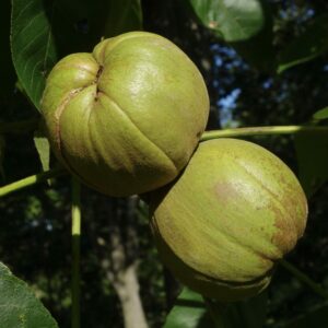 Carya laciniosa (William (Ned) Friedman, CC BY-SA 4.0 , via Wikimedia Commons)