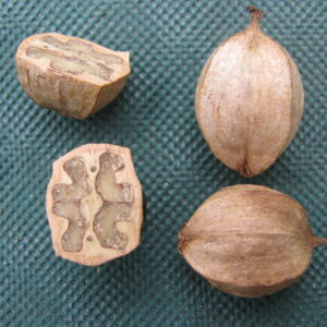 Carya_ovata_Noyer_blanc (Ar rouz, CC BY-SA 4.0 , via Wikimedia Commons)