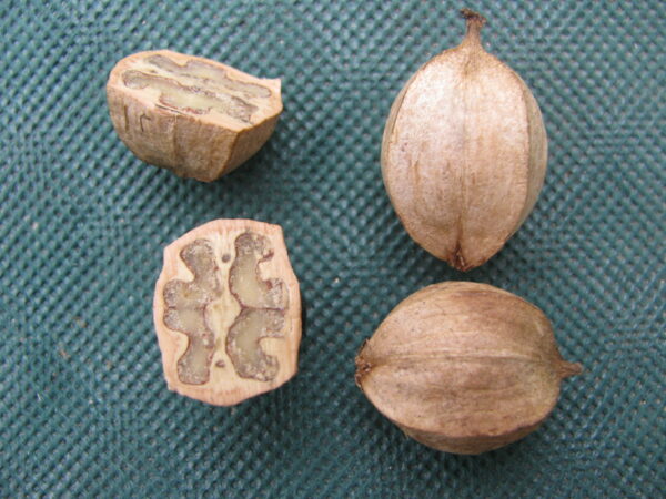 Carya_ovata_Noyer_blanc (Ar rouz, CC BY-SA 4.0 , via Wikimedia Commons)