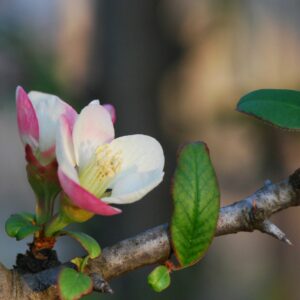 Chaenomeles_cathayensis_flowers (Pancrat, CC BY-SA 3.0 , via Wikimedia Commons)