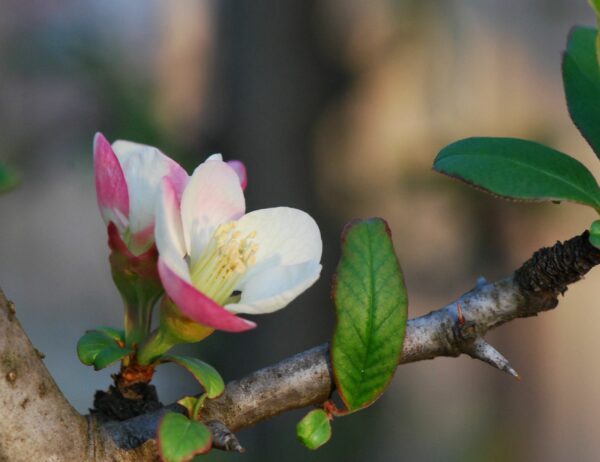 Chaenomeles_cathayensis_flowers (Pancrat, CC BY-SA 3.0 , via Wikimedia Commons)