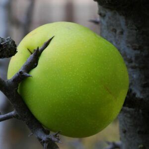 Chaenomeles_cathayensis_fruit (Pancrat, CC BY-SA 3.0 , via Wikimedia Commons)