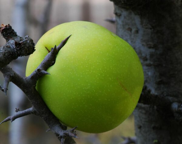 Chaenomeles_cathayensis_fruit (Pancrat, CC BY-SA 3.0 , via Wikimedia Commons)