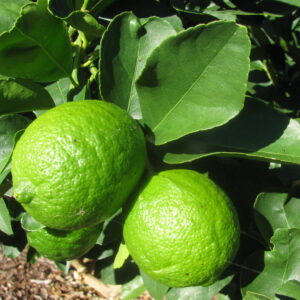 Citrus_latifolia (Forest & Kim Starr, CC BY 3.0 US , via Wikimedia Commons)