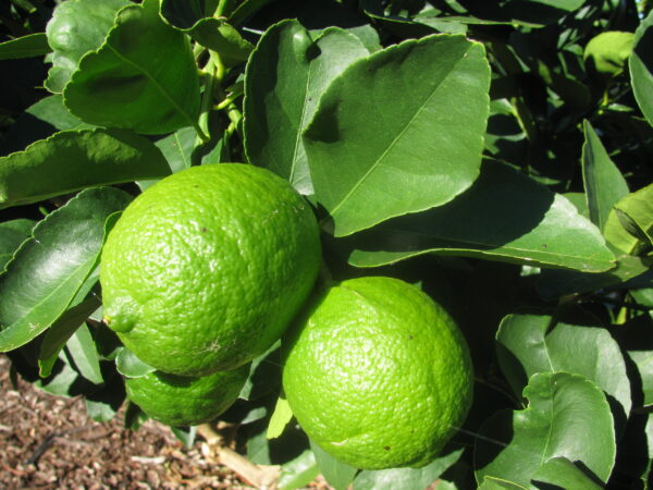 Citrus_latifolia (Forest & Kim Starr, CC BY 3.0 US , via Wikimedia Commons)