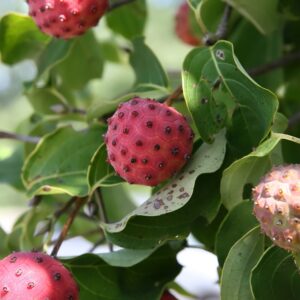Cornus_kousa_(Photo by David J. Stang, CC BY-SA 4.0 , via Wikimedia Commons)