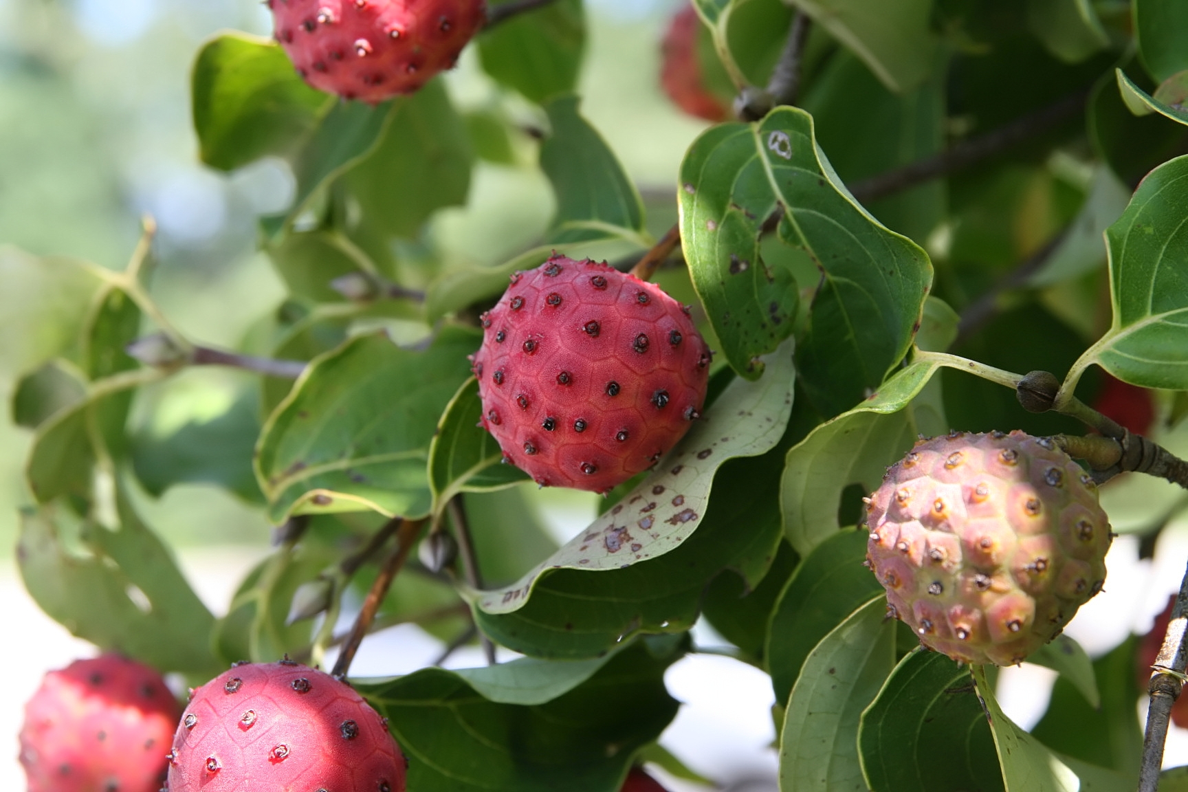 Cornus_kousa_(Photo by David J. Stang, CC BY-SA 4.0 , via Wikimedia Commons)