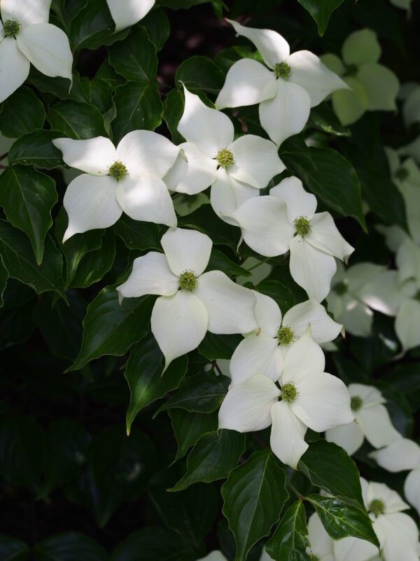 Cornus kousa var chinensis (Agnieszka Kwiecień, Nova, CC BY-SA 4.0 , via Wikimedia Commons)