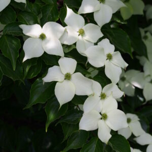 Cornus kousa var chinensis (Agnieszka Kwiecień, Nova, CC BY-SA 4.0 , via Wikimedia Commons)