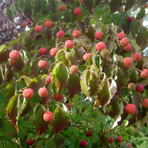 Cornus_kousa_chinensis_(Wouter Hagens, CC BY-SA 3.0 , via Wikimedia Commons)