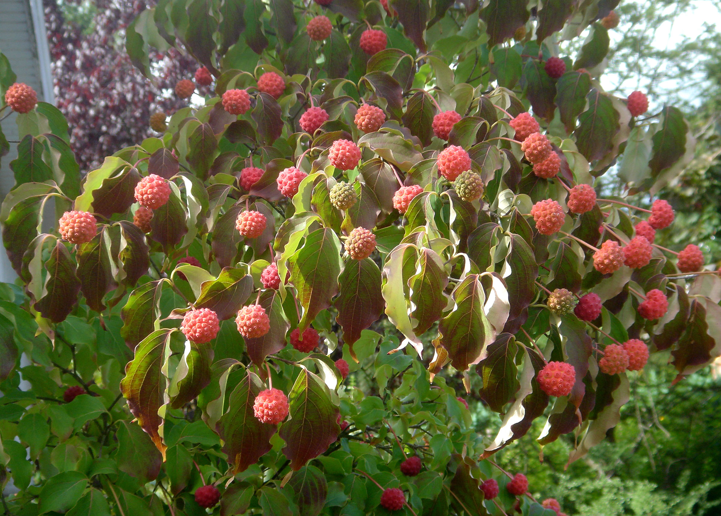Cornus_kousa_chinensis_(Wouter Hagens, CC BY-SA 3.0 , via Wikimedia Commons)