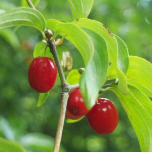Cornus mas marceli (Agnieszka Kwiecień, Nova, CC BY-SA 4.0 , via Wikimedia Commons)