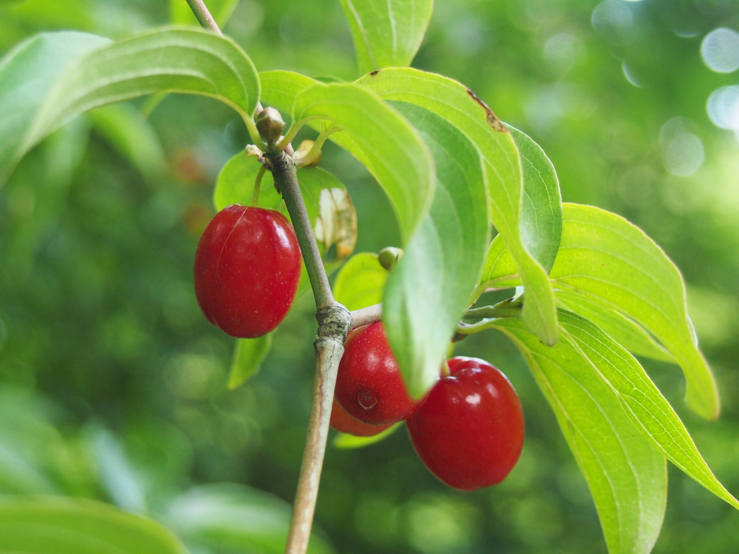 Cornus mas marceli (Agnieszka Kwiecień, Nova, CC BY-SA 4.0 , via Wikimedia Commons)