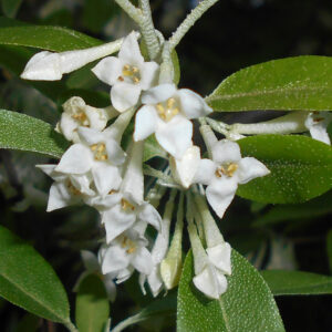 Elaeagnus_multiflora_2 (Salicyna, CC BY-SA 4.0 , via Wikimedia Commons)