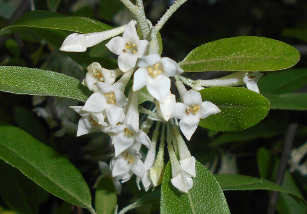 Elaeagnus_multiflora_2 (Salicyna, CC BY-SA 4.0 , via Wikimedia Commons)