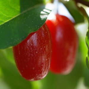 goumi sweet scarlett (三上 勝生, CC BY-SA 2.1 JP , via Wikimedia Commons)