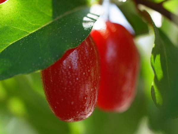 goumi sweet scarlett (三上 勝生, CC BY-SA 2.1 JP , via Wikimedia Commons)