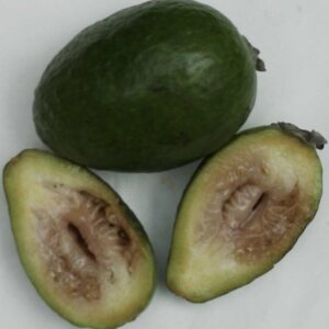 Feijoa_mammoth (L’auteur n’a pas pu être identifié automatiquement. Il est supposé qu'il s'agit de : Fibonacci (étant donné la revendication de droit d’auteur)., CC BY-SA 3.0 , via Wikimedia Commons)