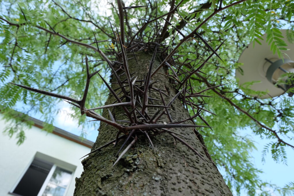 Gleditsia_triacanthos semis (Katrin Schneider, korina.info – CC-BY-SA-4.0, CC BY-SA 4.0 , via Wikimedia Commons)