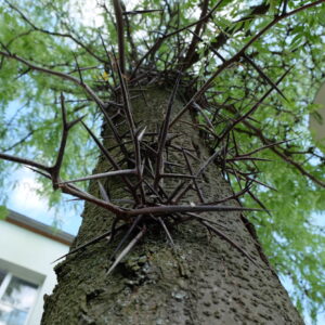 Gleditsia_triacanthos semis (Katrin Schneider, korina.info – CC-BY-SA-4.0, CC BY-SA 4.0 , via Wikimedia Commons)
