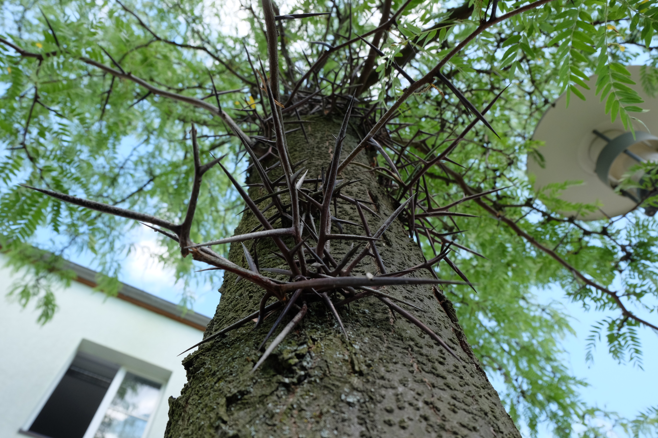 Gleditsia_triacanthos semis (Katrin Schneider, korina.info – CC-BY-SA-4.0, CC BY-SA 4.0 , via Wikimedia Commons)
