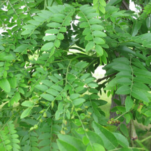 Gleditsia_triacanthos_inerme (Université Laval, CC BY-SA 4.0 , via Wikimedia Commons)