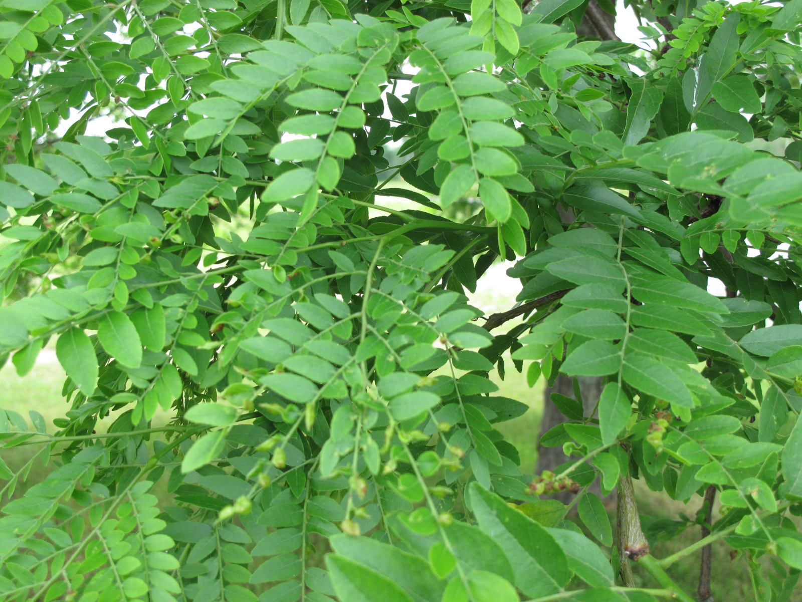 Gleditsia_triacanthos_inerme (Université Laval, CC BY-SA 4.0 , via Wikimedia Commons)